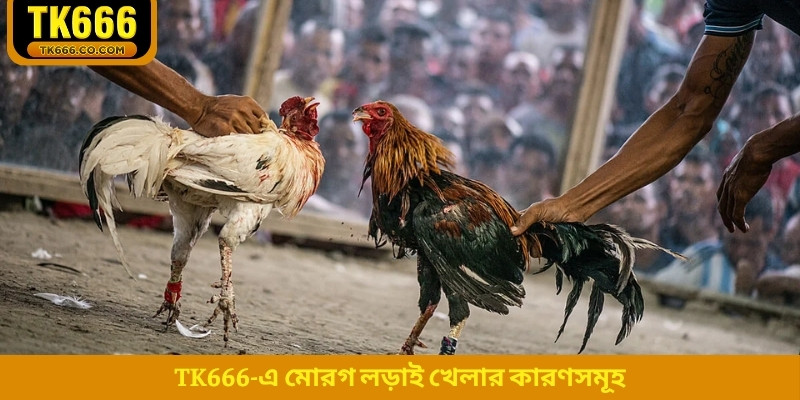 TK666-এ মোরগ লড়াই খেলার কারণসমূহ