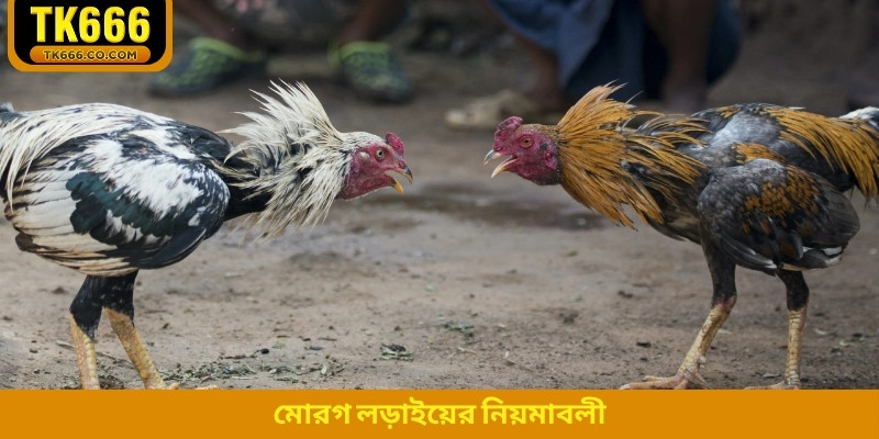 মোরগ লড়াইয়ের নিয়মাবলী