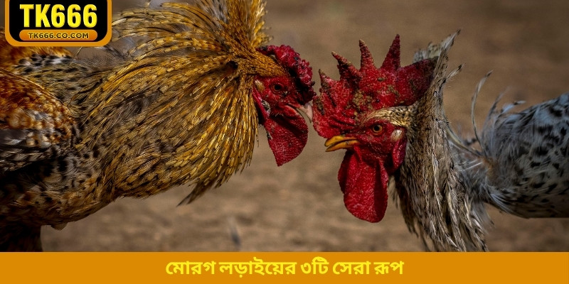 মোরগ লড়াইয়ের ৩টি সেরা রূপ